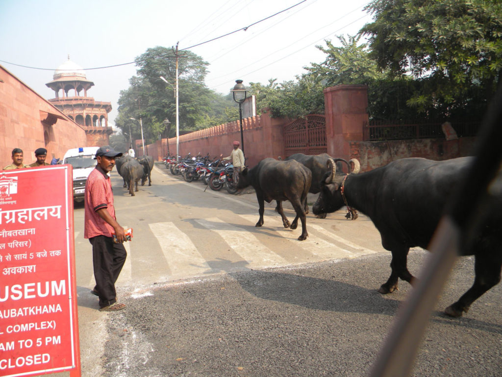 Vacas nas ruas bem em frente ao Taj Mahal