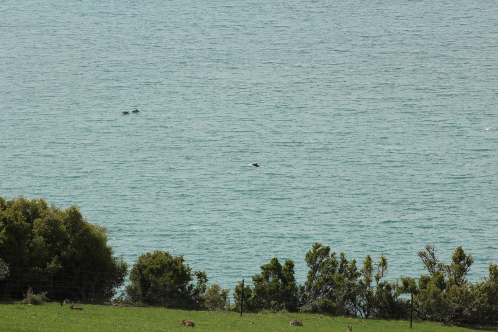 Katiki view point with dolphins