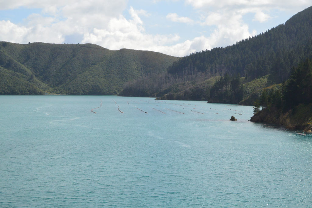 Marlborough sounds