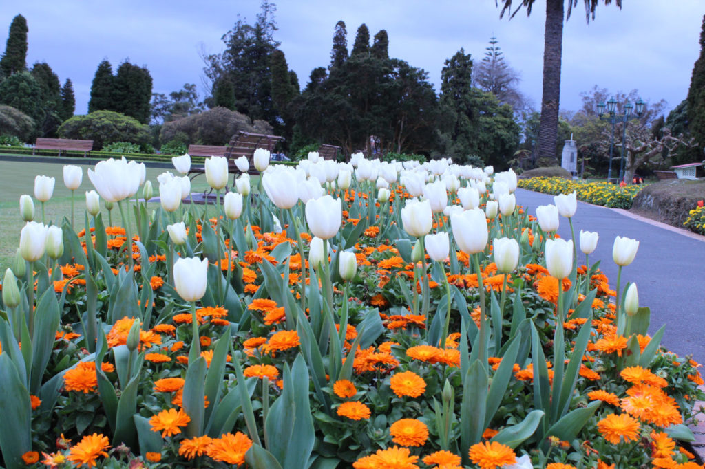 Tulipas garden