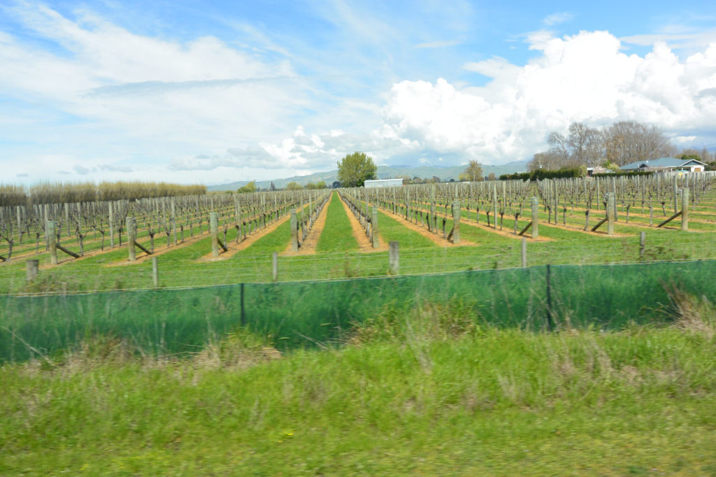 Vineyards