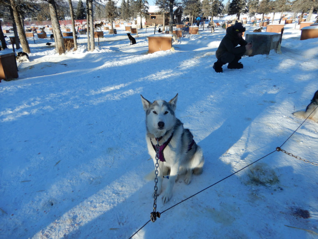 huskie Twinkle