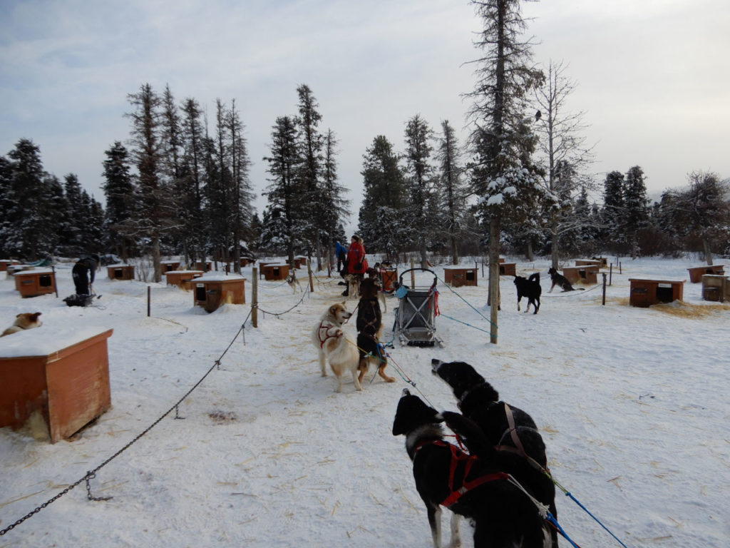 dog team ready to work