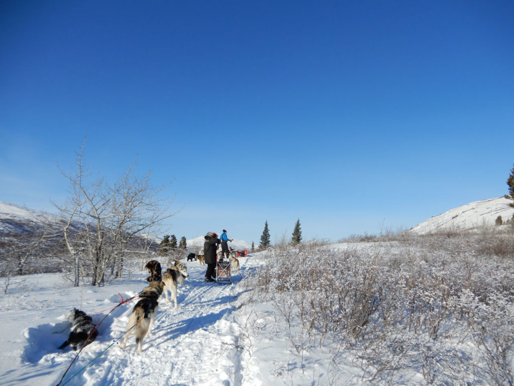 Dog trail, stop for lunch