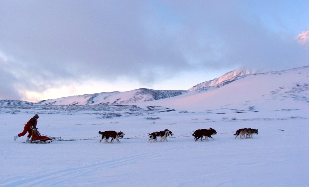 Dog Sledding