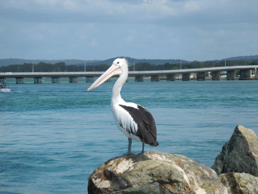 Australia - Pelican