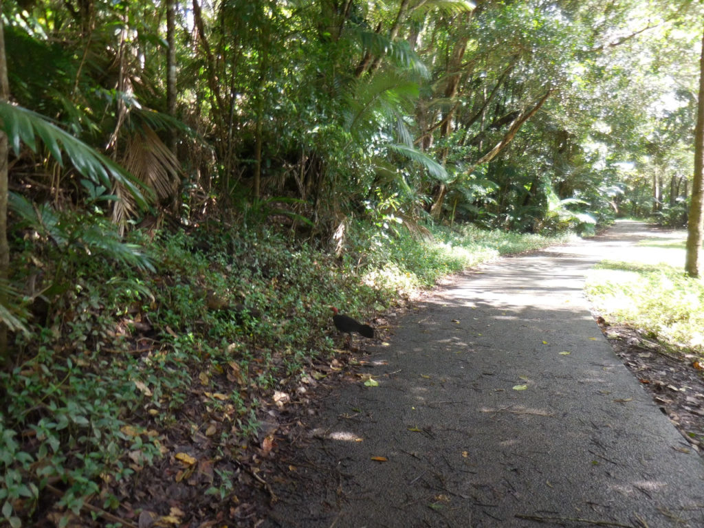 Kuranda Tree trail