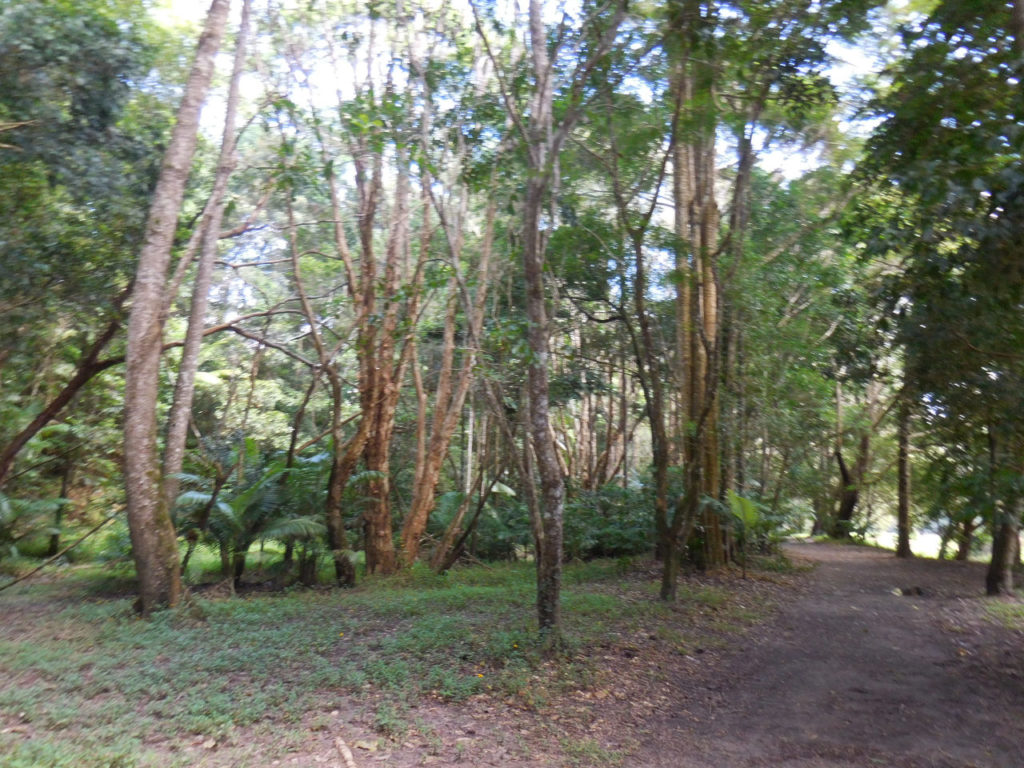 Kuranda Tree trail