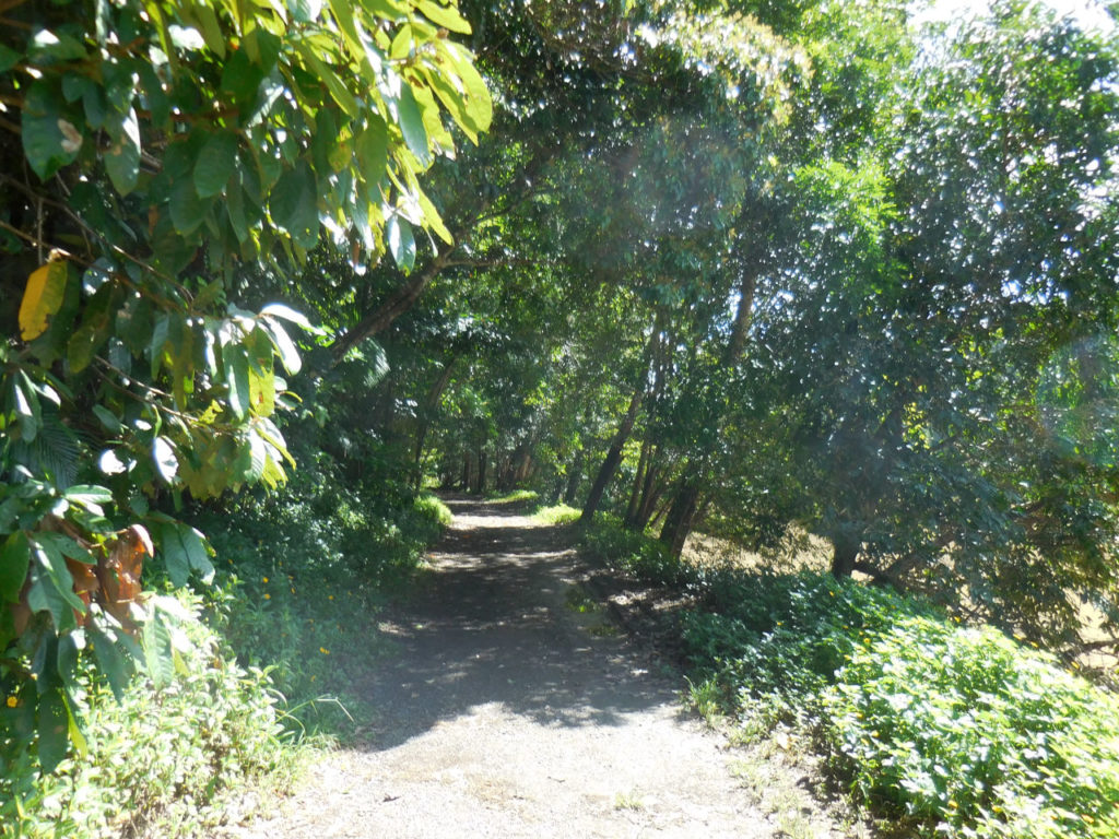 Kuranda Nacional Gorge park trail