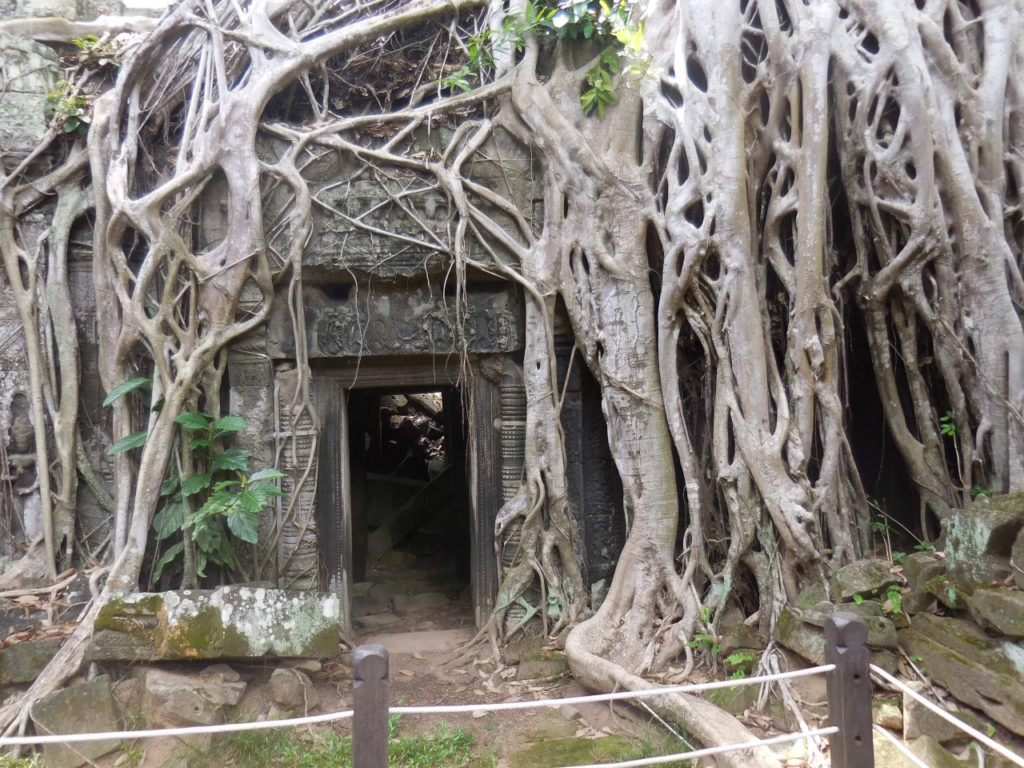 Camboja- Seam Reap - Ta Prohm temple - Tomb Raider tree