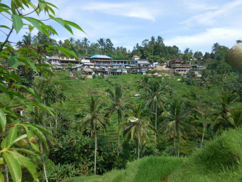 Indonesia - Ubud - Rice field