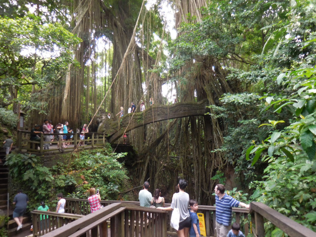 Ubu - Monkey forest