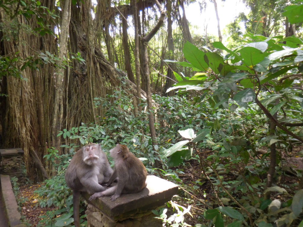 Ubud - Monkey forest