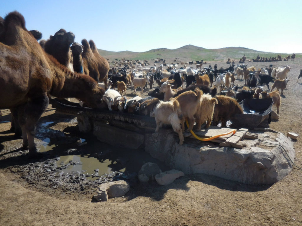Mongolia - Gobi Desert - Water pit