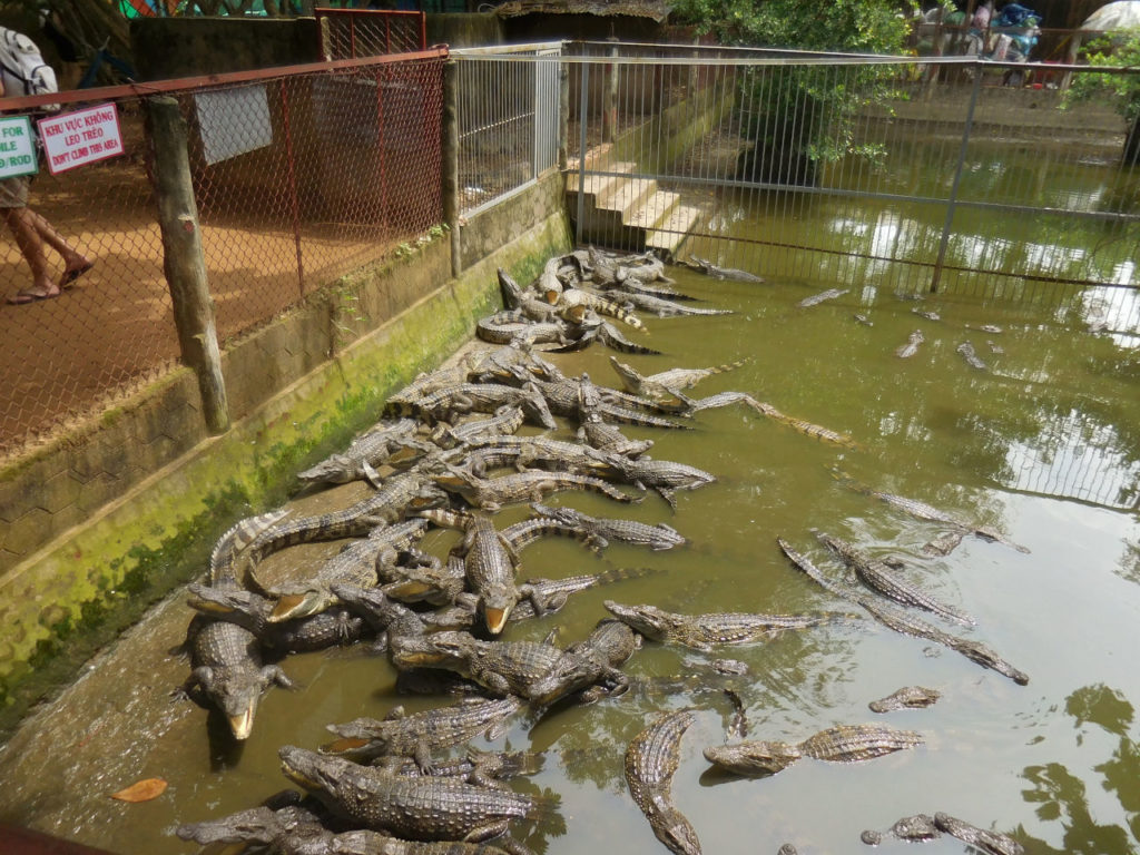 Vietnam - Crocodile farm in Long Xuyen
