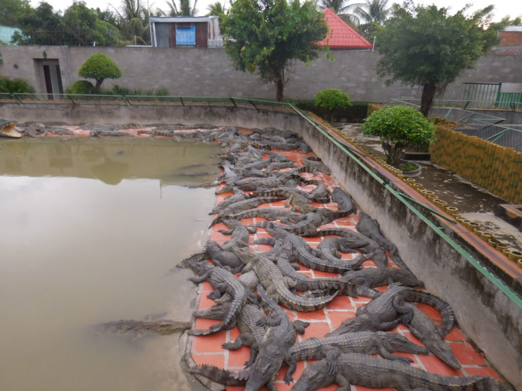 Vietnam - Crocodile farm in Long Xuyen