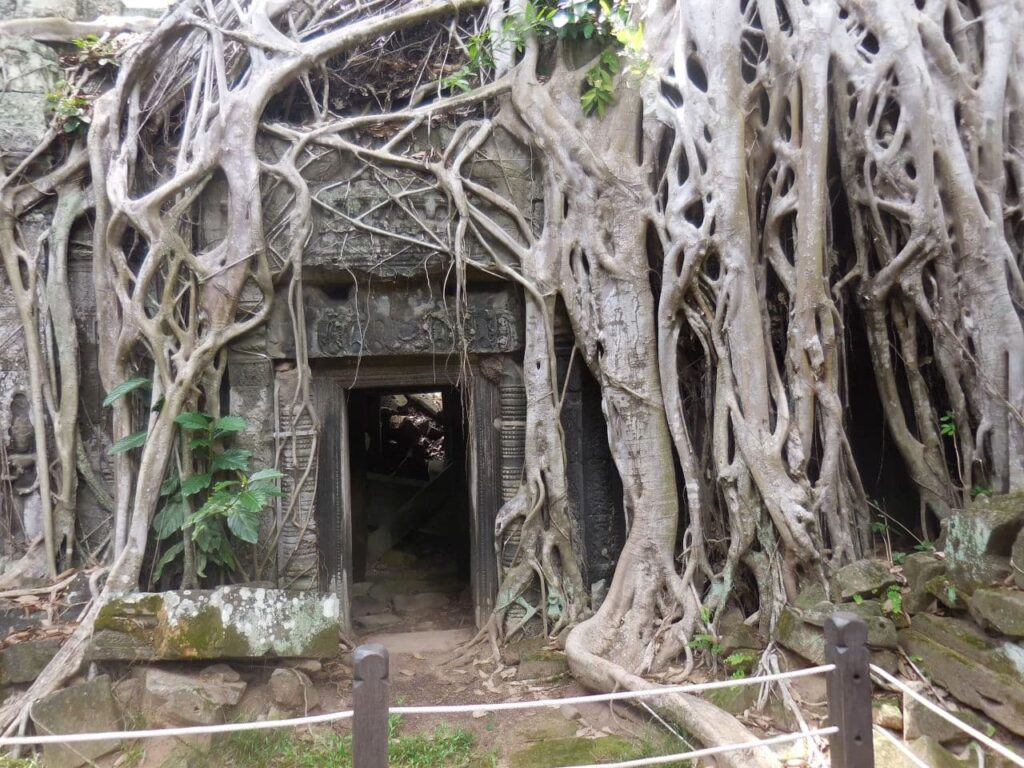 Ta Prohm temple - Tomb Raider tree