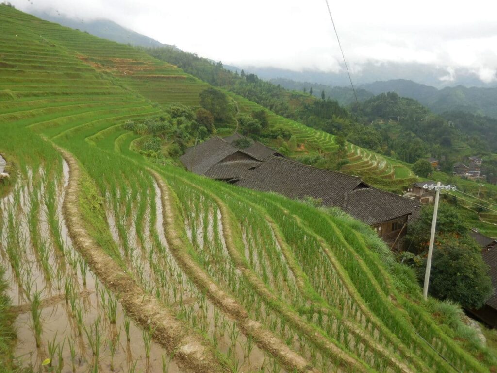 Longii rice field