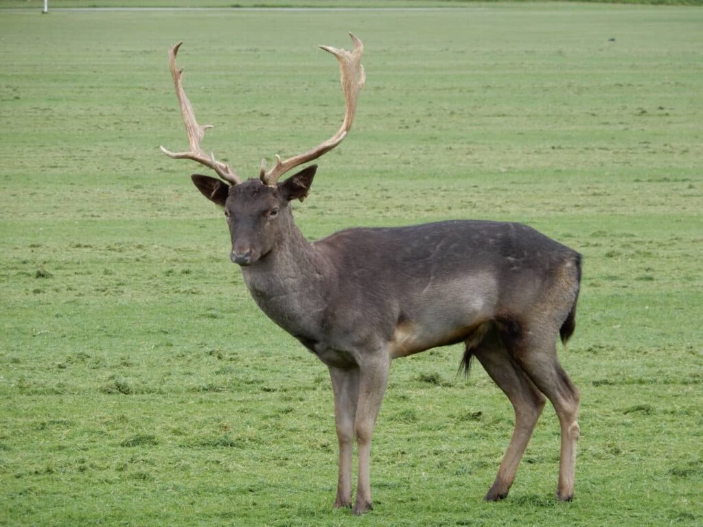 Dublin - Phoenix Park - dear