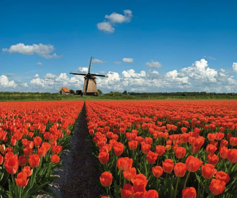 Holand - Tulip fields