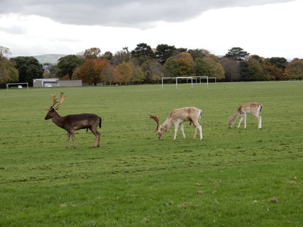 Ireland - Dublin - Phoenix Park - some animal