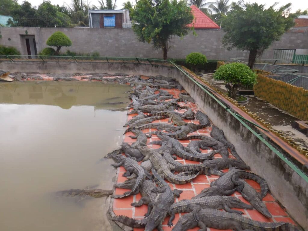 Crocodile farm in Long Xuyen