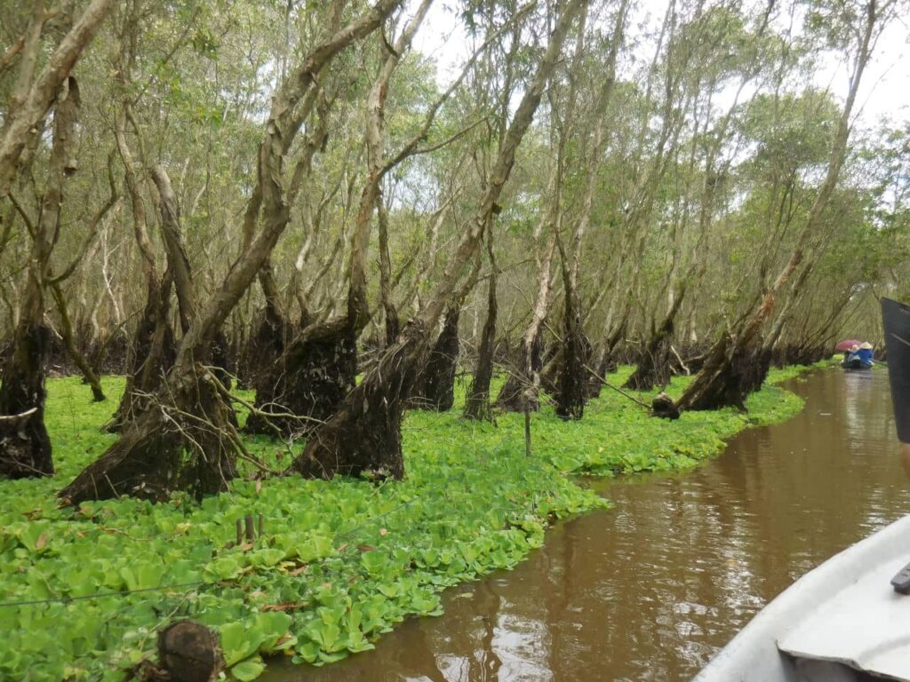 Tinh Bien - Tra Su Cajuput Forest