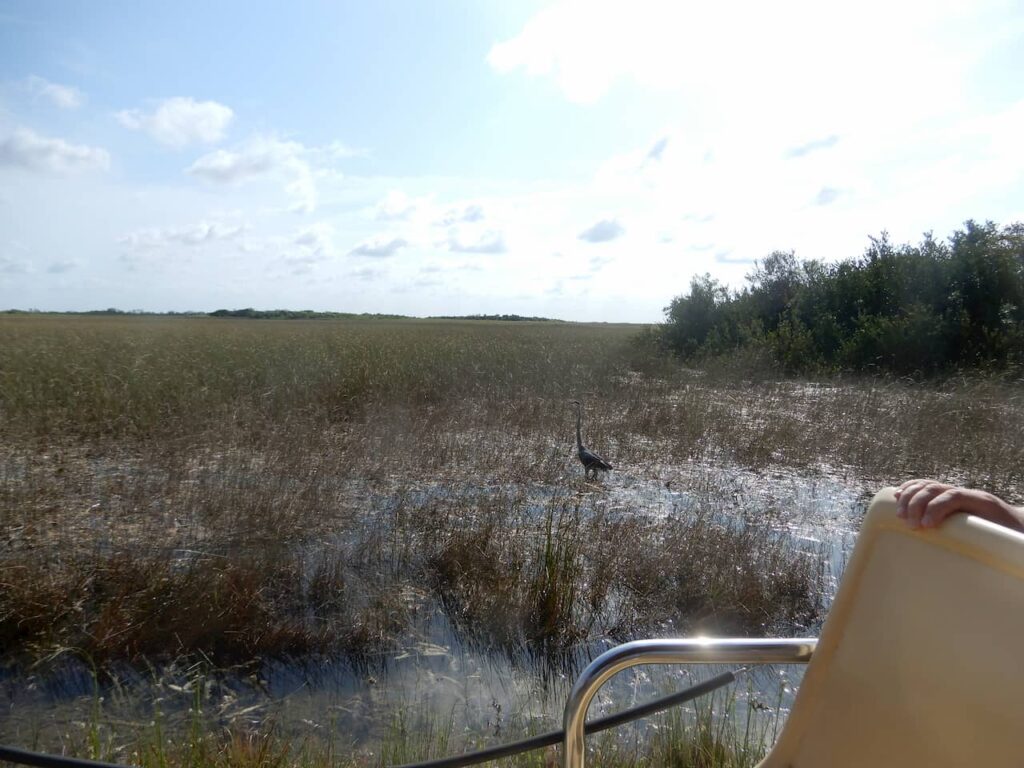 Anhinga