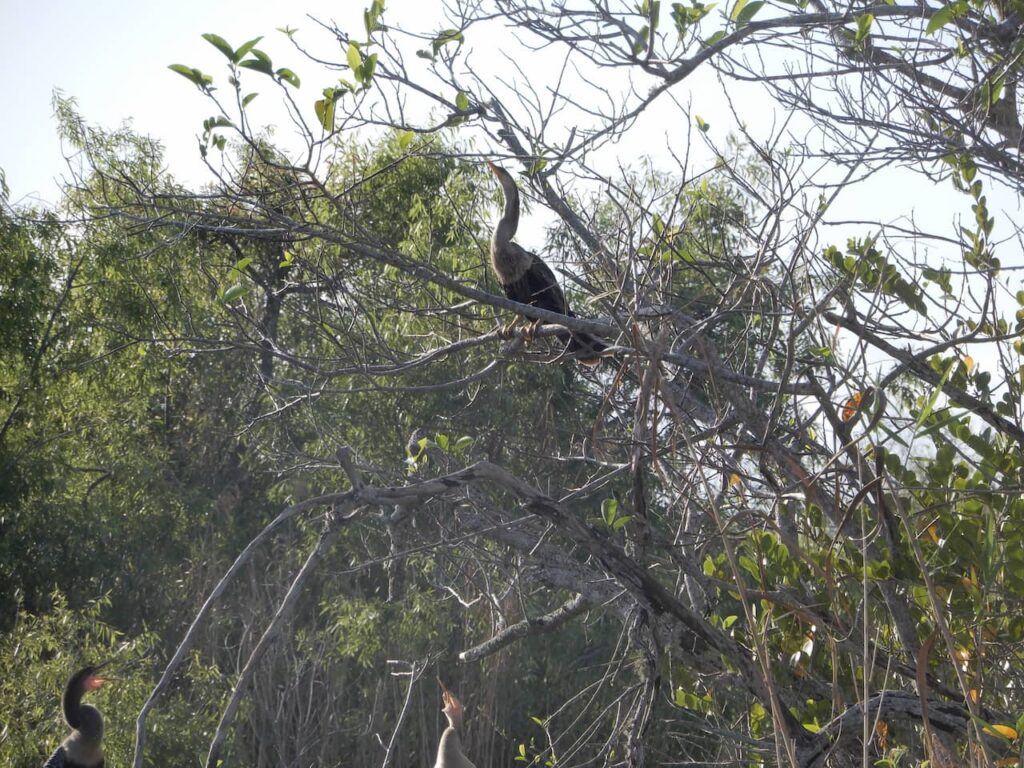 Anhinga bird