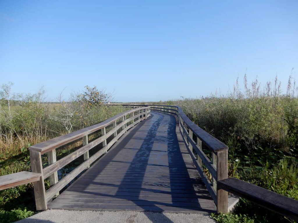 Anhinga trail