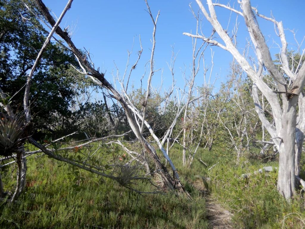 Coastal Prairie trail