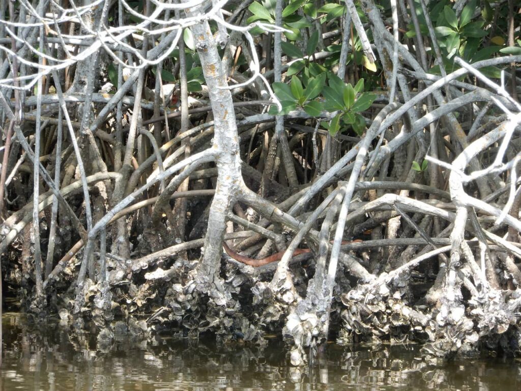 Everglades Rat Snake