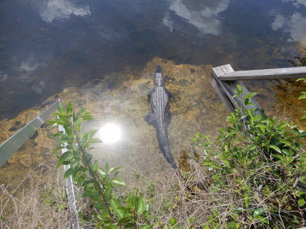 alligator