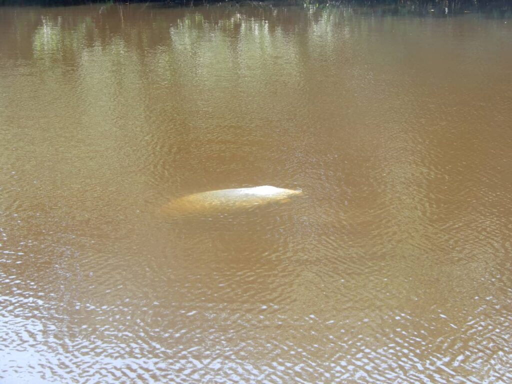 manatee