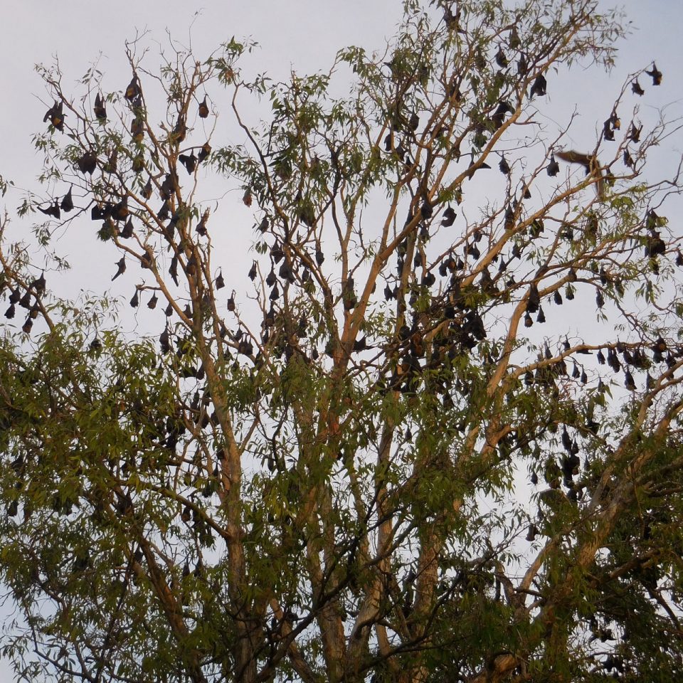 Cairns - tree with bat